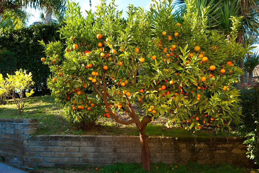 Tragliata Aquilamaior المظهر الخارجي الصورة